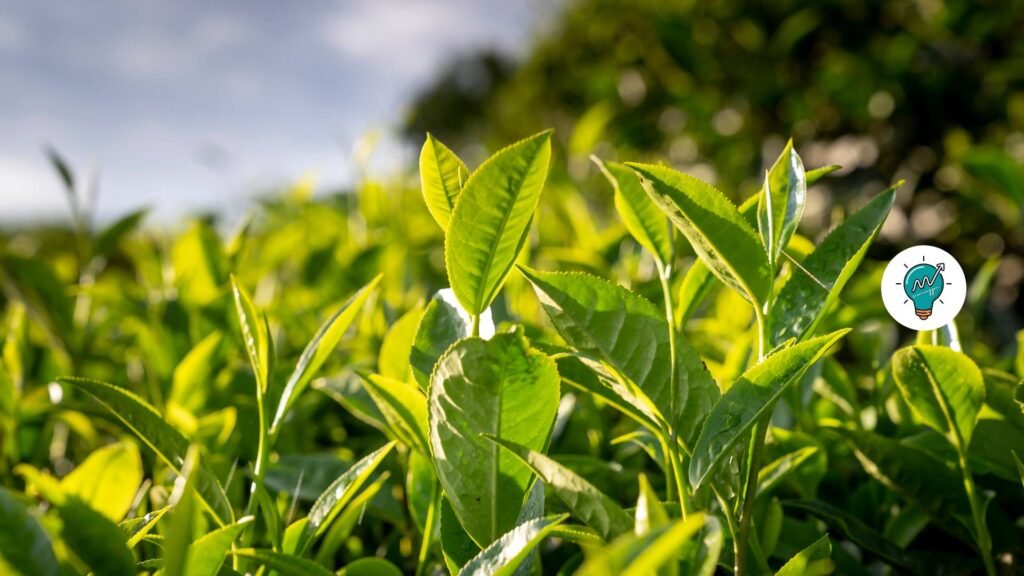 what is photosynthesis